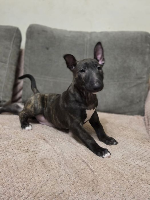 Bulterier miniaturowy szczenię