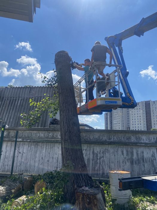 Удаление деревьев|Расчистка участка|Спил деревьев|Корчевание пней