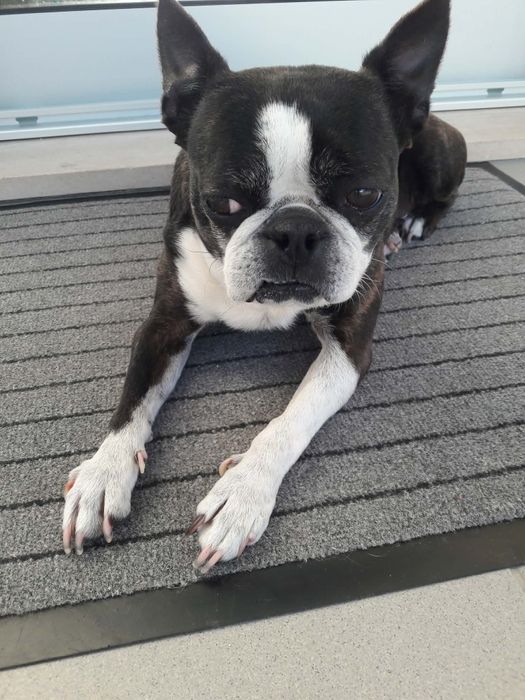 Doa-se Bosto Terrier