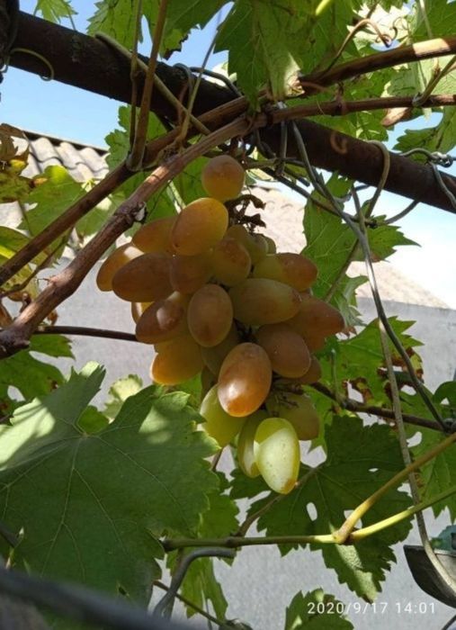 Дом в Пирятині, Полтавська обл