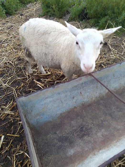 Borregos Inra 401 machos e fêmeas