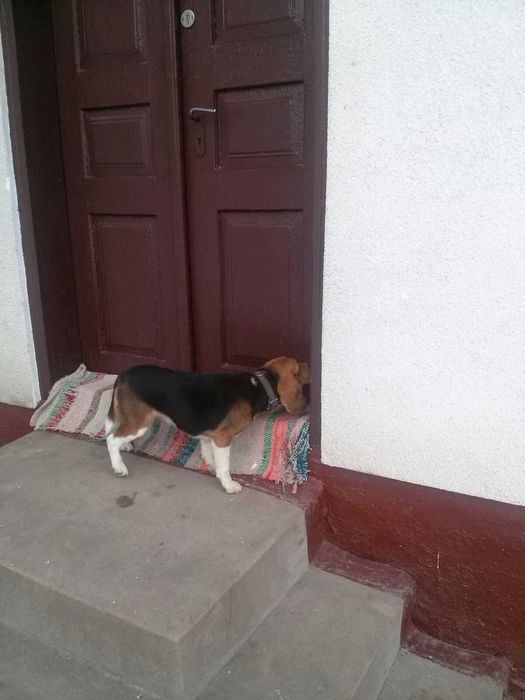 Продаємо собачку