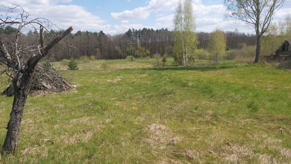 Будинок на хуторі, хвойний ліс, мальовниче місце.