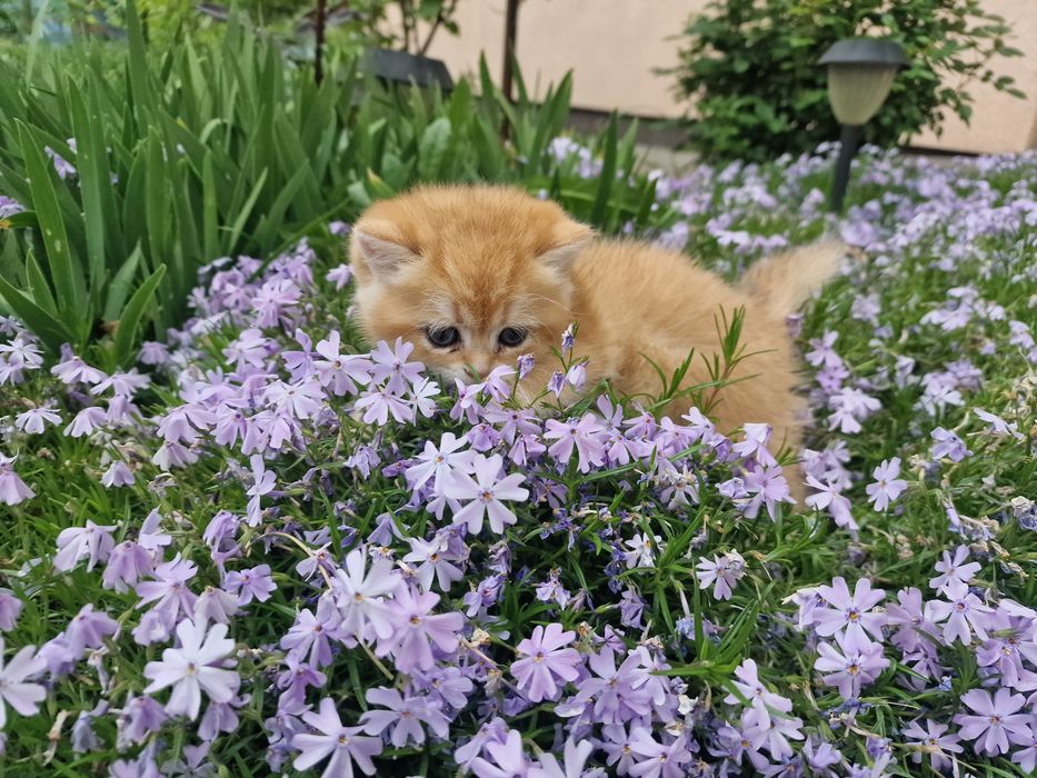 Розплідник Luxio Family пропонує кошенят золотої британської шиншили