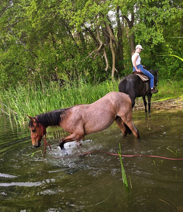 Roczny APH, koń, 3/4 AQH, quarter horse