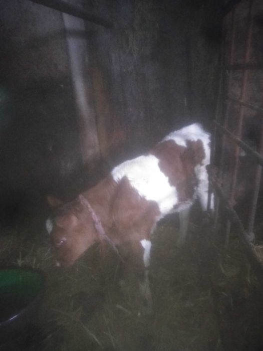 Sprzedam byczka miesnego