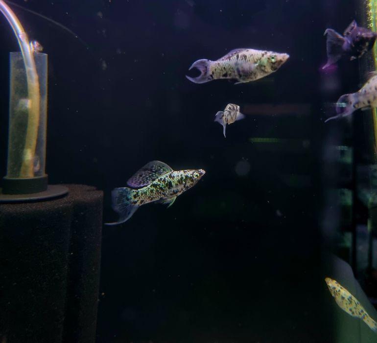 Molinezja dalmatyńczyk księżycowa