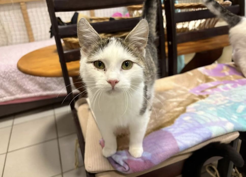 5 miesìęczny kociak szuka domu