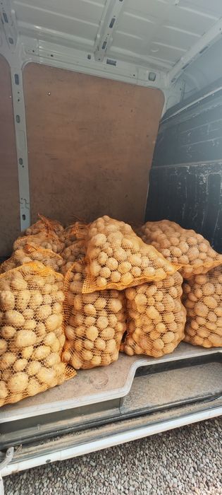 Ziemniaki Jadalne Jelly/ Queen Anne