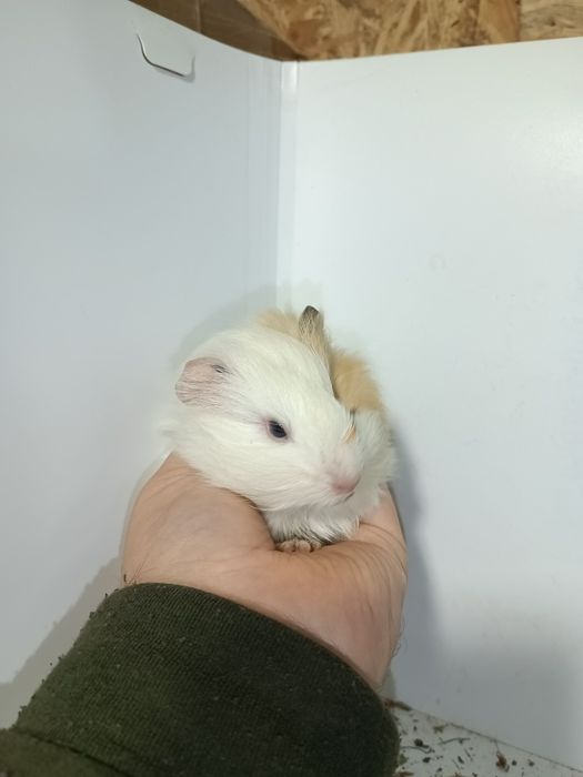 Морская свинка,свинка морская,морскиє свиночки