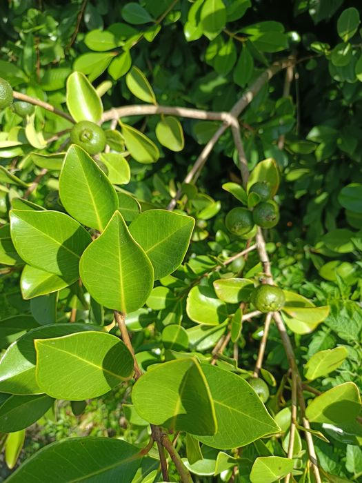 Araçá de cor vermelha e amarela