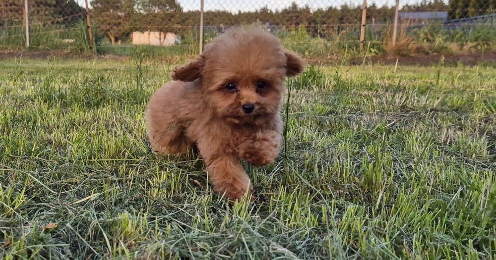Filigranowy piesek pudel toy
