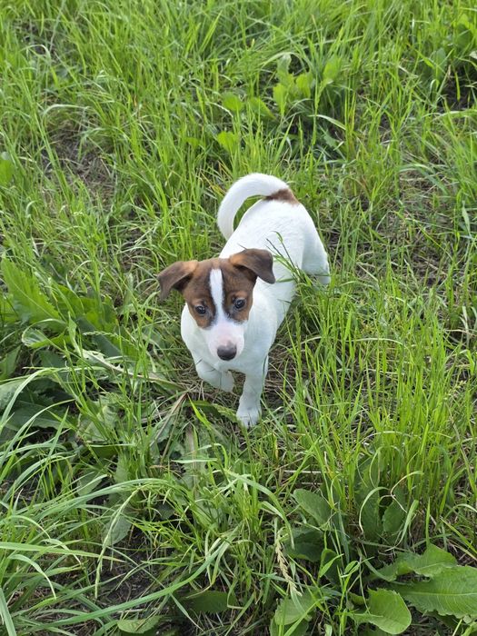 Jack Russell Terrier- suczka