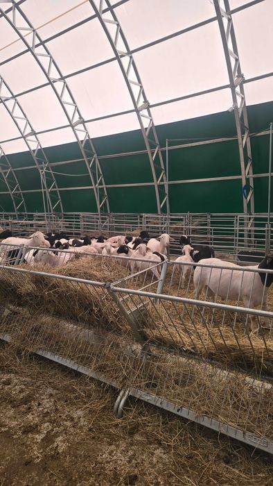 Strzyżenie owiec I baranów