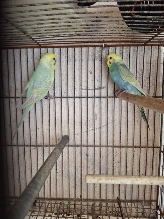 Aves de bico curvo