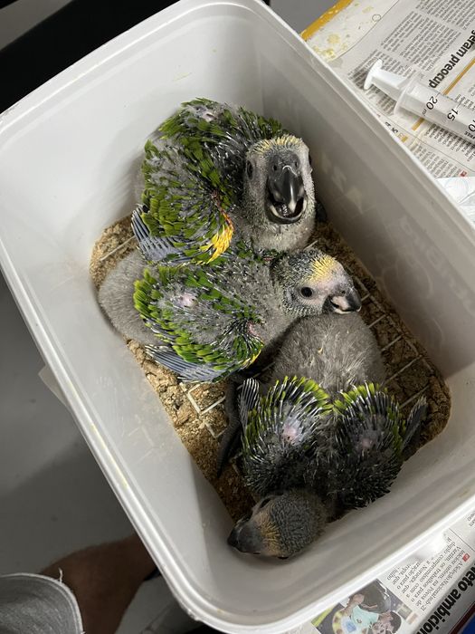 Papagaio amazona Aestiva aestiva