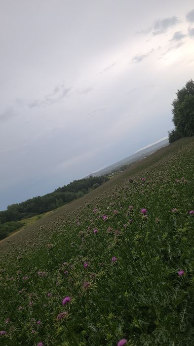 Ostropest plamisty nasiona (na olej)
