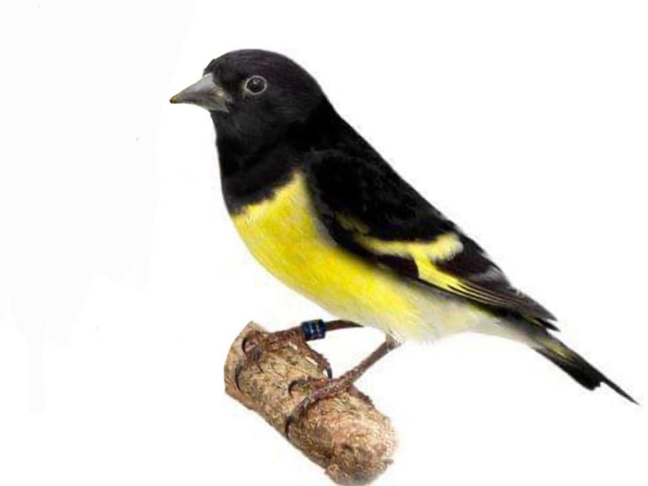 Carduelis Magellanica
