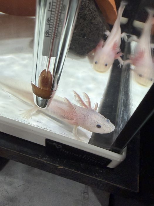 Peixes Axolotes