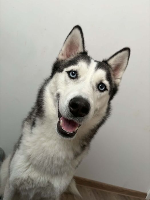Husky syberyjski - Suczka - 3 lata