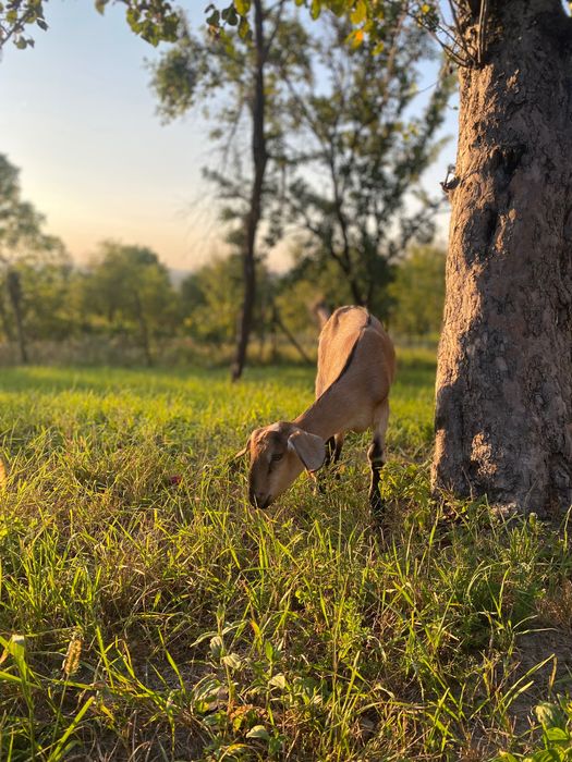 Продаються кози та козенята