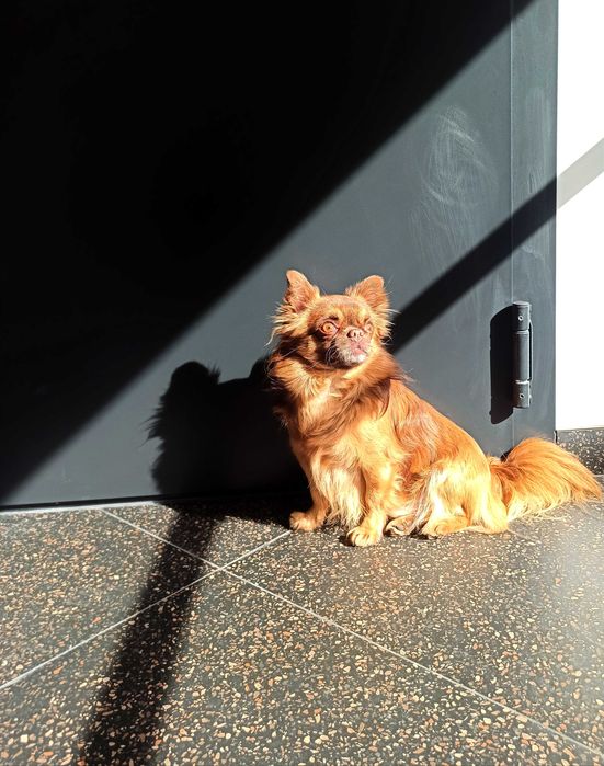 Чихуахуа для в'язки