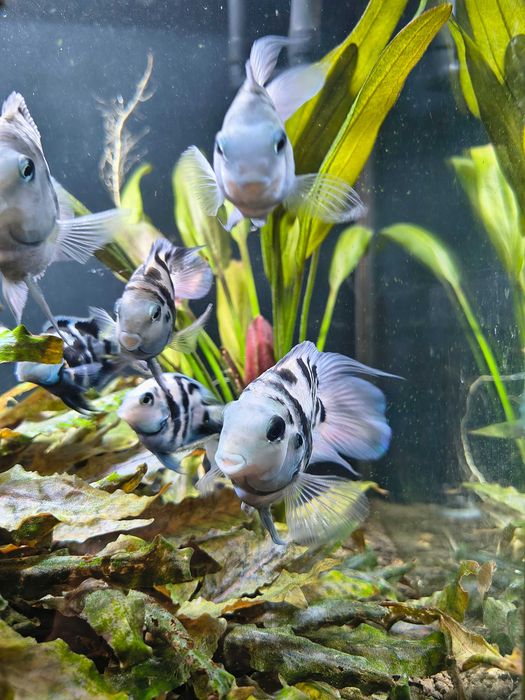 Pielęgnica papuzia Blue Tiger