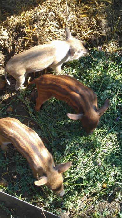 Поросята, Венгерская пуховая мангалица