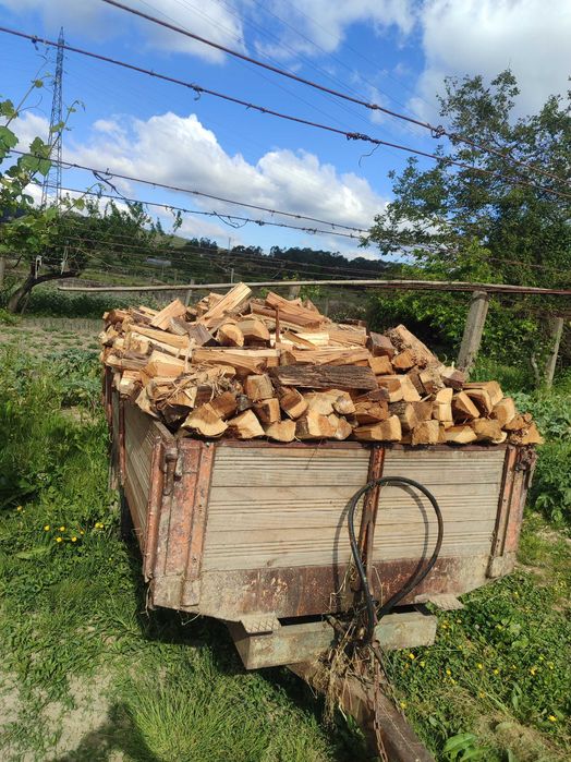 Lenha verde de eucalipto e carvalho