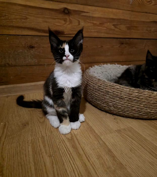 Cudowna kotka maine coon Hermiona