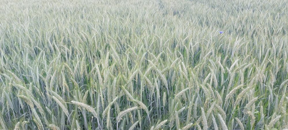Pszenżyto ozime Fanfaro rok po centrali