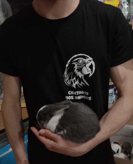 Coelhos anões 2026