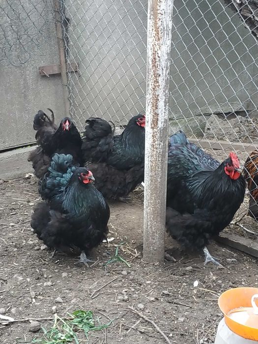 Продам  яйце кур орпінгтон чорни