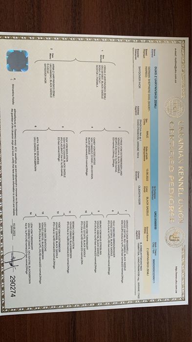 Пропонується для вʼязки кобель німецькоі вівчарки