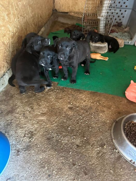 Cachorros para adoção