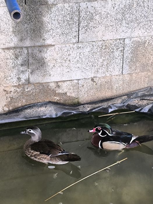 Casal de Patos Carolinos
