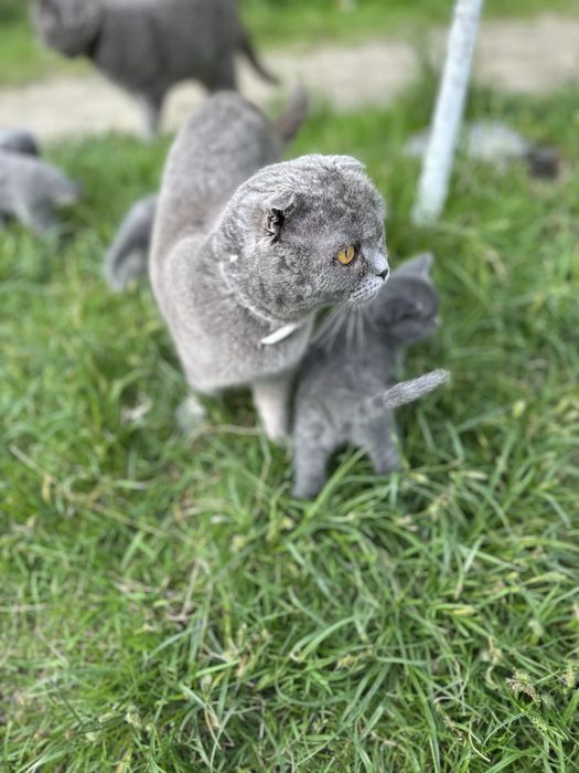 Шотландські кошенята