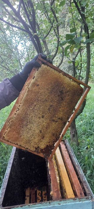 Продам бджолопакети, відводки