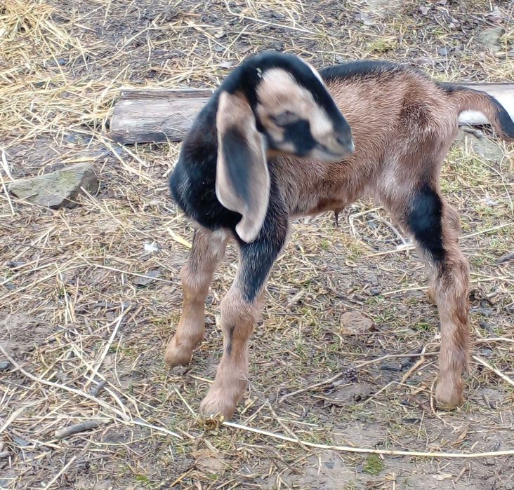 100% козочка д.н.31.12.24