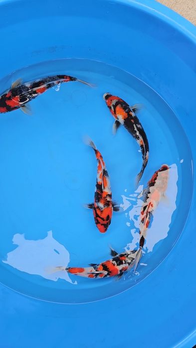 Carpas KOi - Showa - Tosai