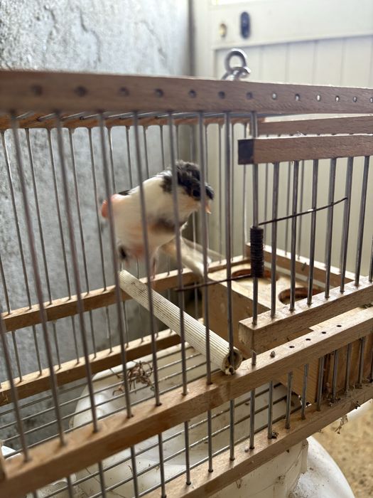 Canários arlequim e outros