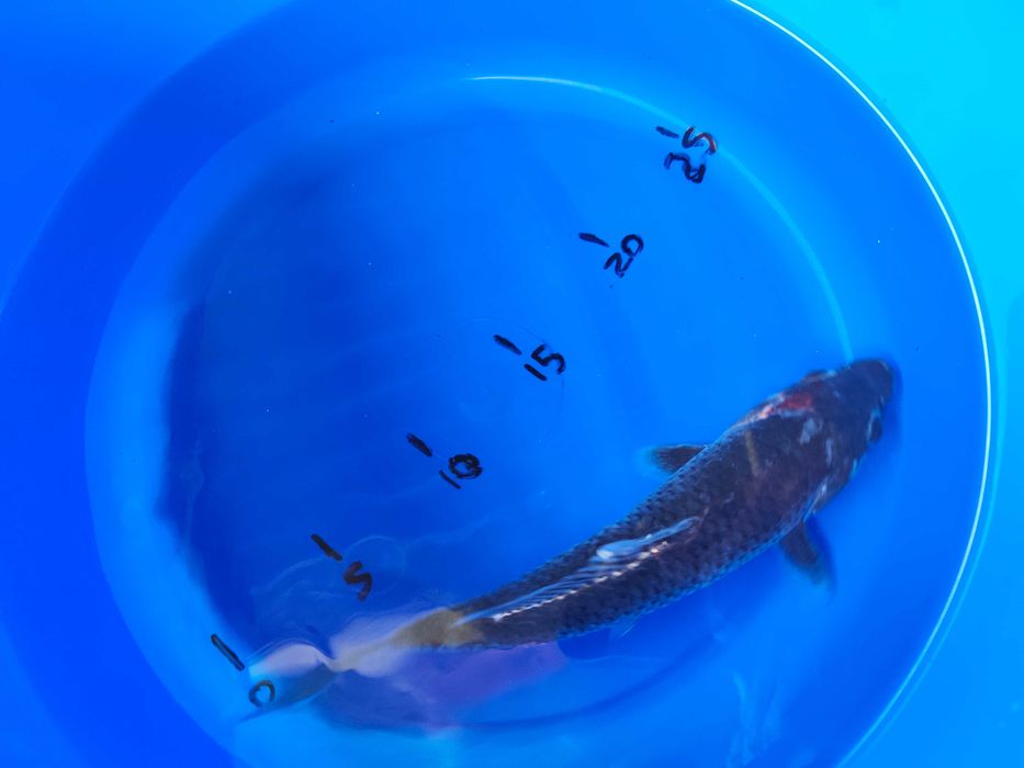 Carpas koi variadas