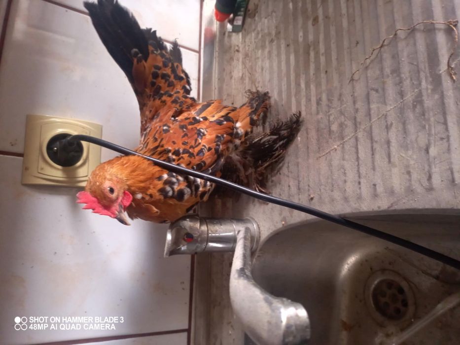 Kogut koguty różne gatunki