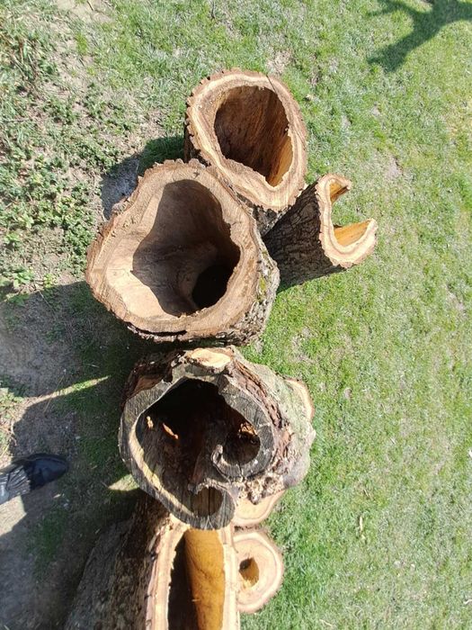 Orzech wloski ozdobne