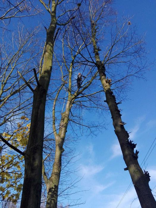 Kompleksowa wycinka drzew, frezowanie pni, rębakowanie usługi wywrotką