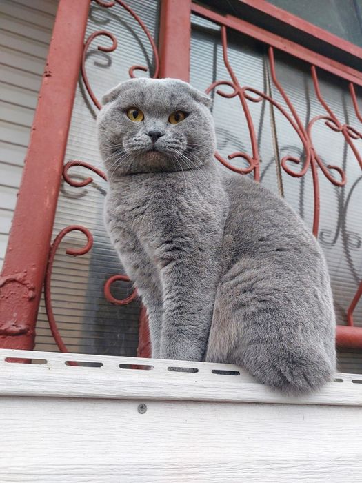 Вязка Шотландский вислоухий кот