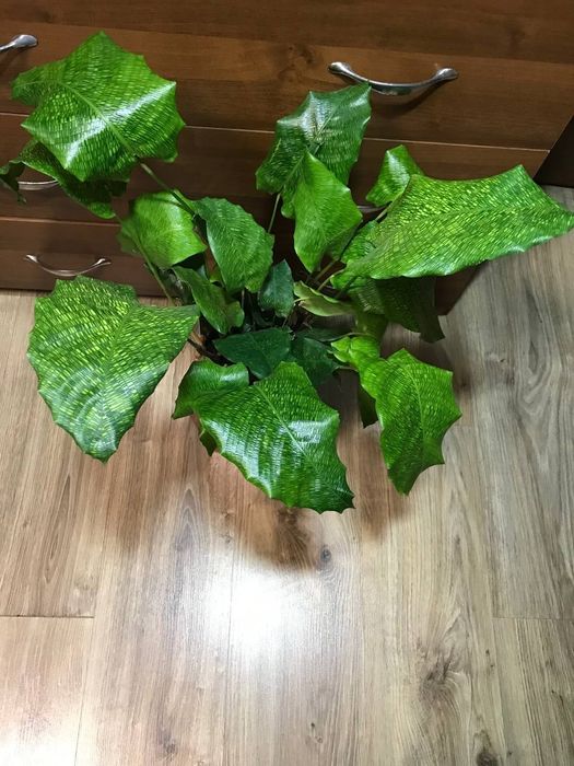 Калатея Нетворк  Мозаичная