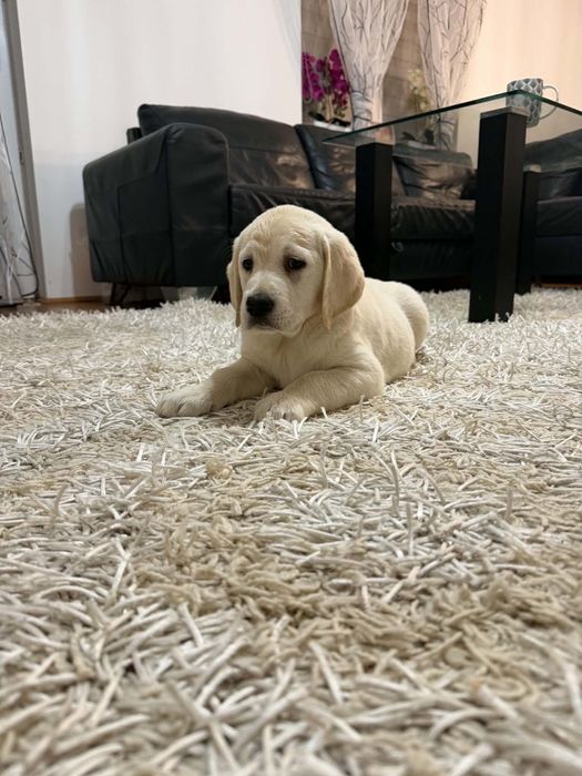 Labrador śliczny piesek gotowy do odbioru.