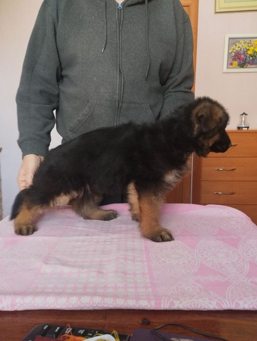 Продажа щенков немецкой овчарки, документы FCI КСУ, элитные крови