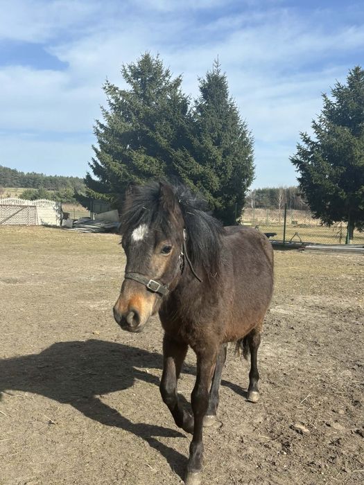 Sprzedam kucyka ogierka